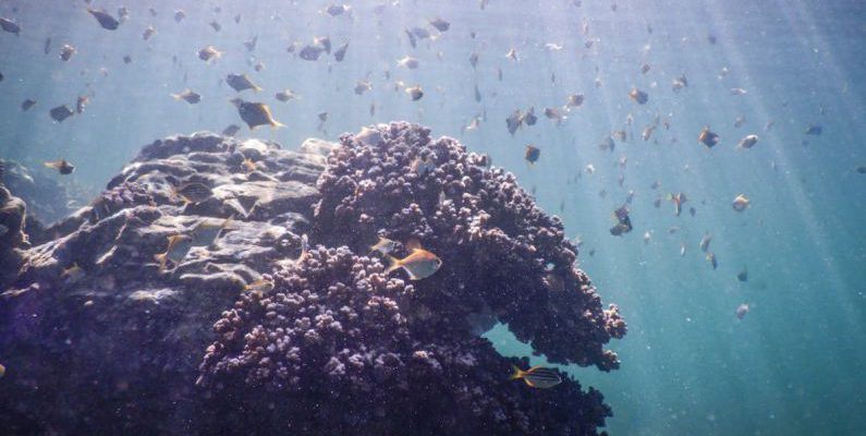 Palau Diving - Coral and fish under water