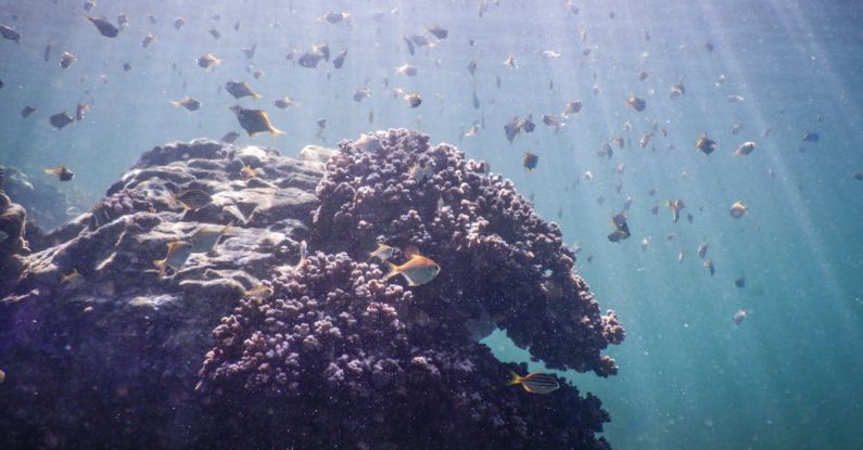 Palau Diving - Coral and fish under water