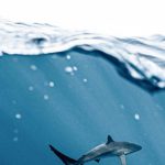 Shark Encounter - Photo Of Shark Underwater