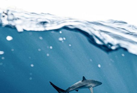 Shark Encounter - Photo Of Shark Underwater