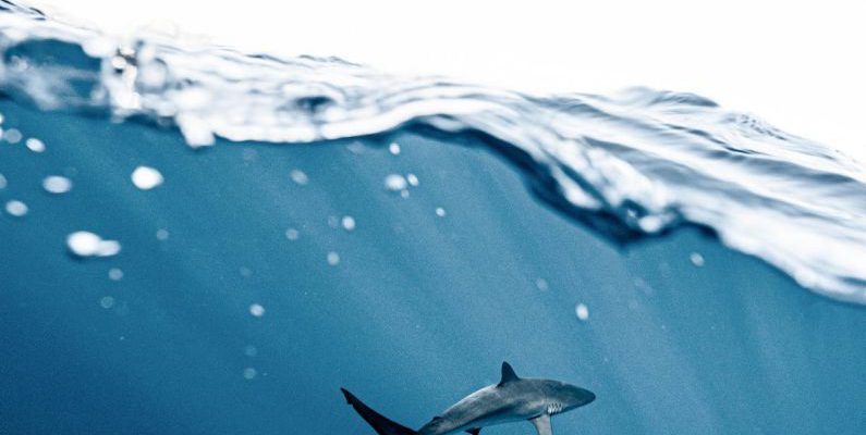 Shark Encounter - Photo Of Shark Underwater