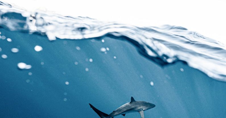 Shark Encounter - Photo Of Shark Underwater