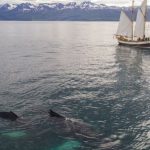 Underwater Navigation - Aerial view of beautiful white traditional sailboat with passengers floating on rippling sea during whale watching tour