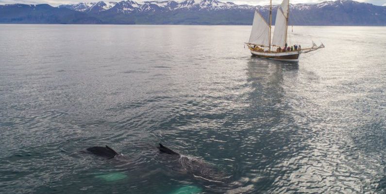Underwater Navigation - Aerial view of beautiful white traditional sailboat with passengers floating on rippling sea during whale watching tour