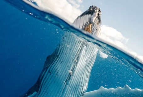 Underwater Photography - Split Shot of Whale