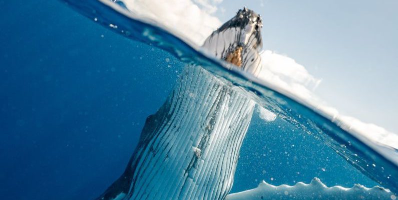 Underwater Photography - Split Shot of Whale